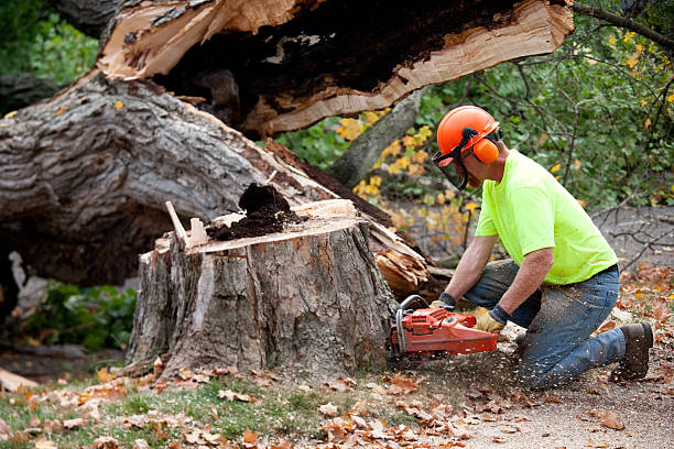 Best Tree Cutting Near Me  in USA